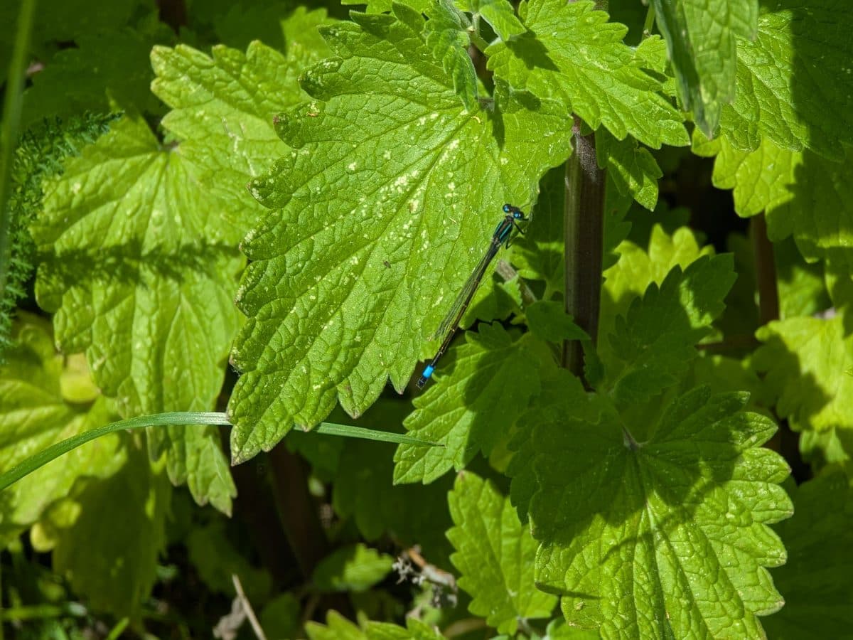 Große Pechlibelle (Ischnura elegans), Balkon