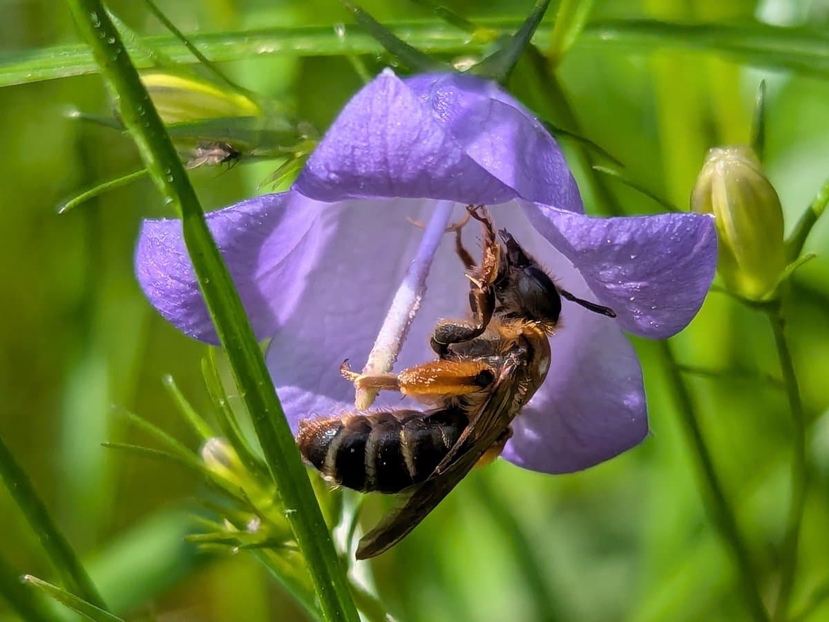 Eine Sandbiene (Andrena wilkella), Vorgarten darunter