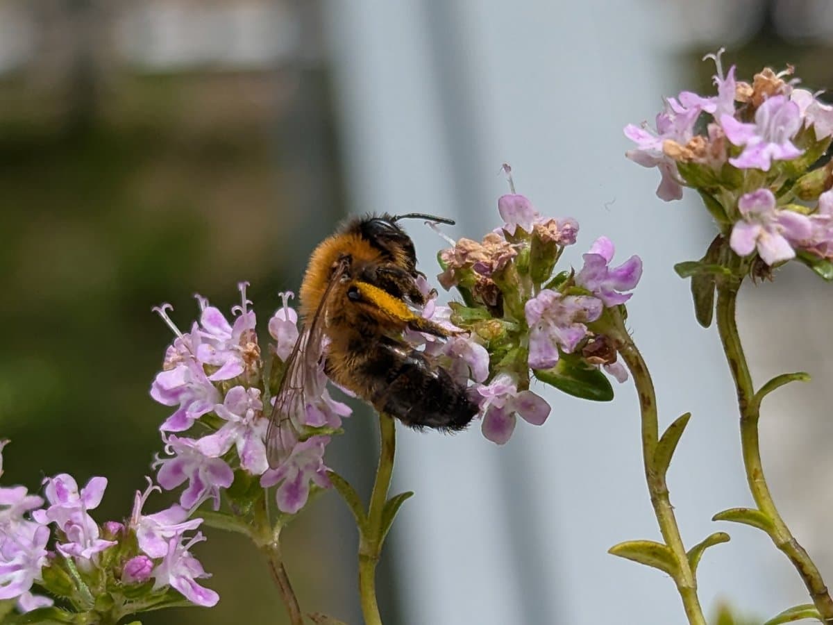 Eine Sandbiene (Andrena nigroaenea), Balkon